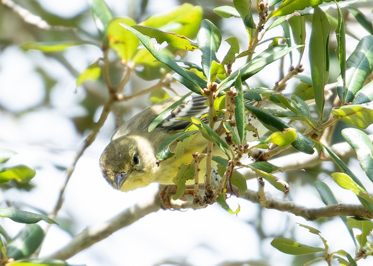Cape May Warbler - ML609373213