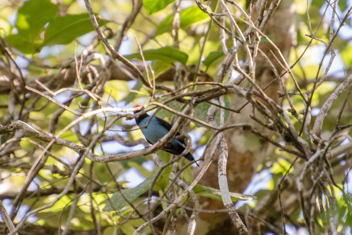 Swallow-tailed Manakin - ML609373277