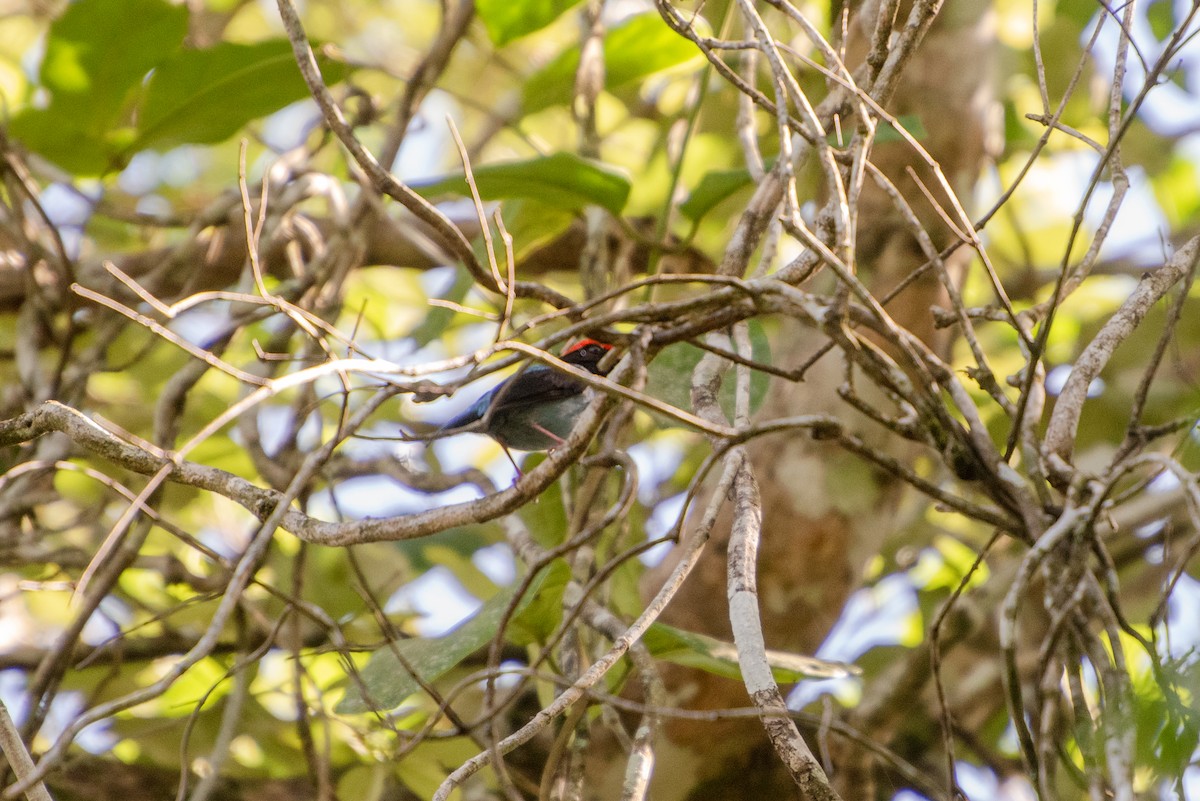 Swallow-tailed Manakin - ML609373278