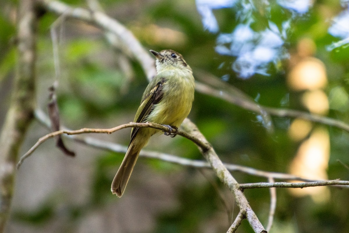 Sepia-capped Flycatcher - ML609373294
