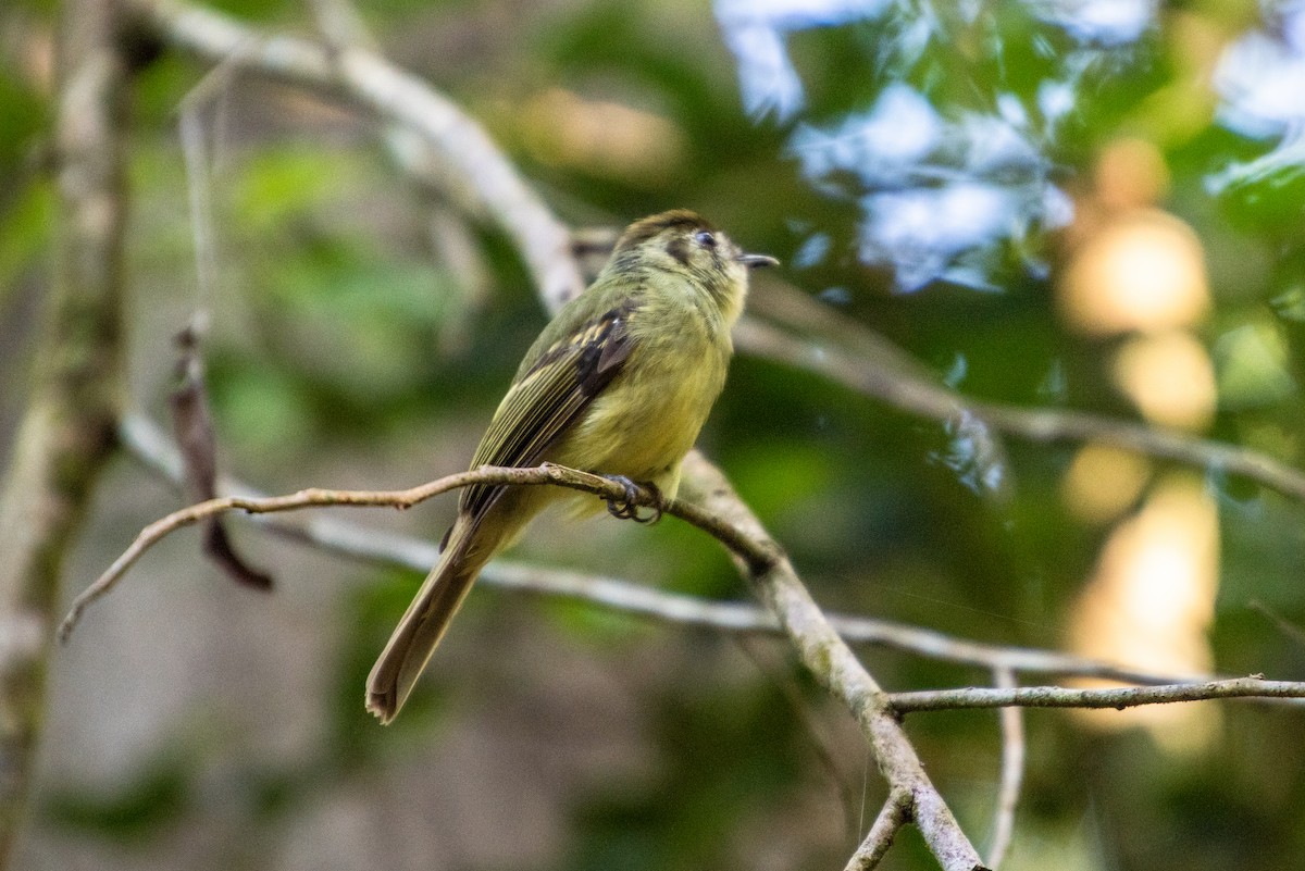 Sepia-capped Flycatcher - ML609373295