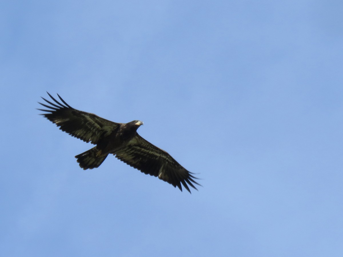 Bald Eagle - ML609373379