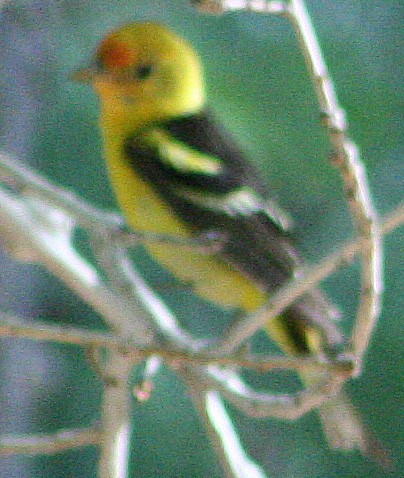 Western Tanager - ML609373403