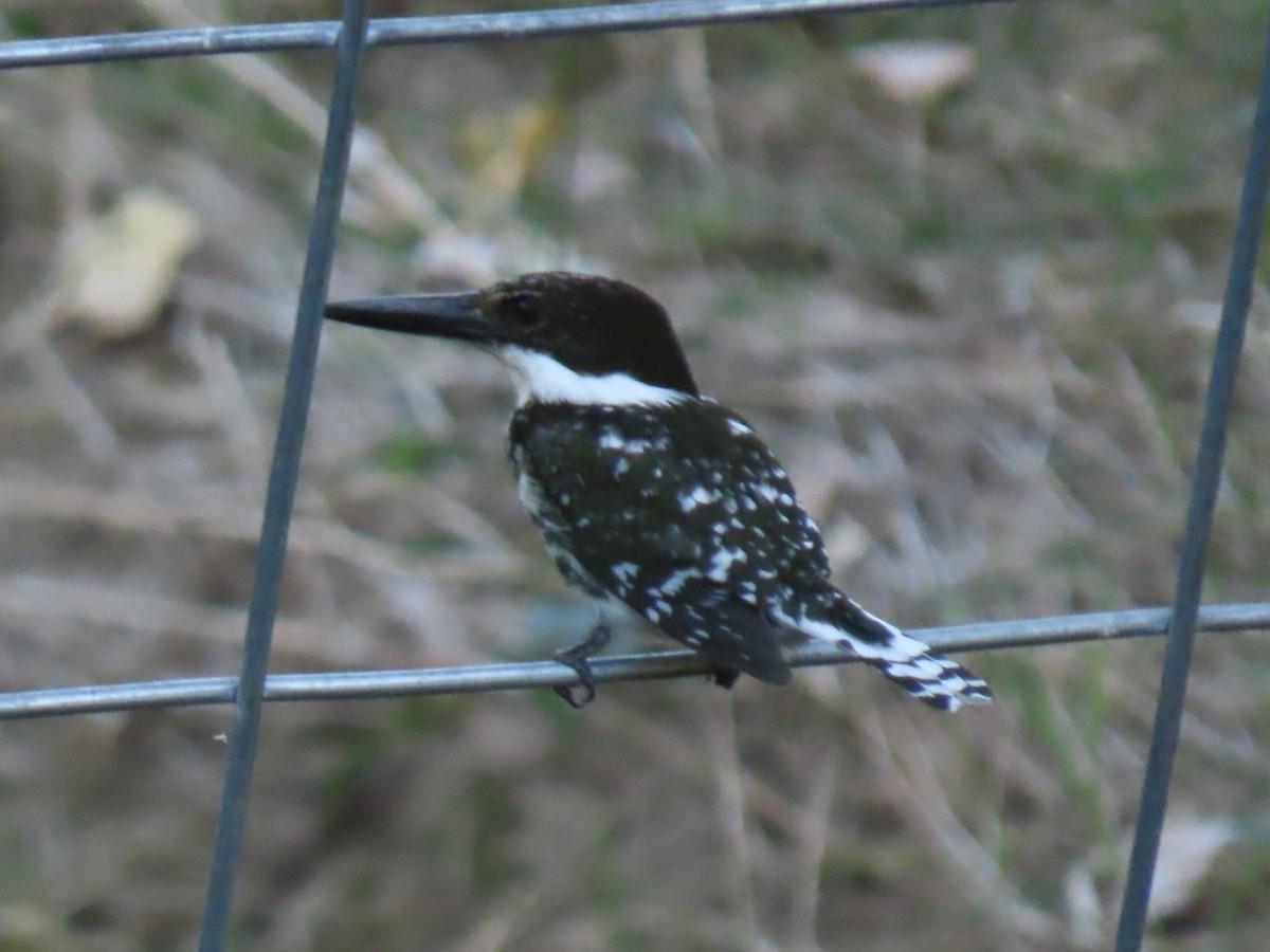 Green Kingfisher - ML609373411