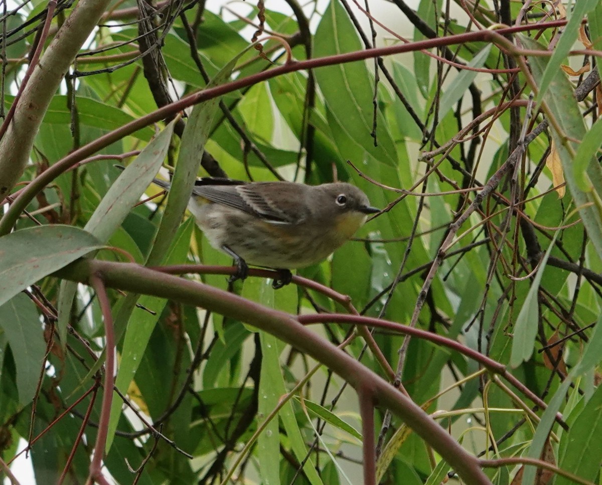 Yellow-rumped Warbler - ML609373417