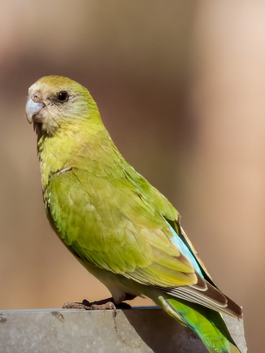 キビタイヒスイインコ - ML609373506