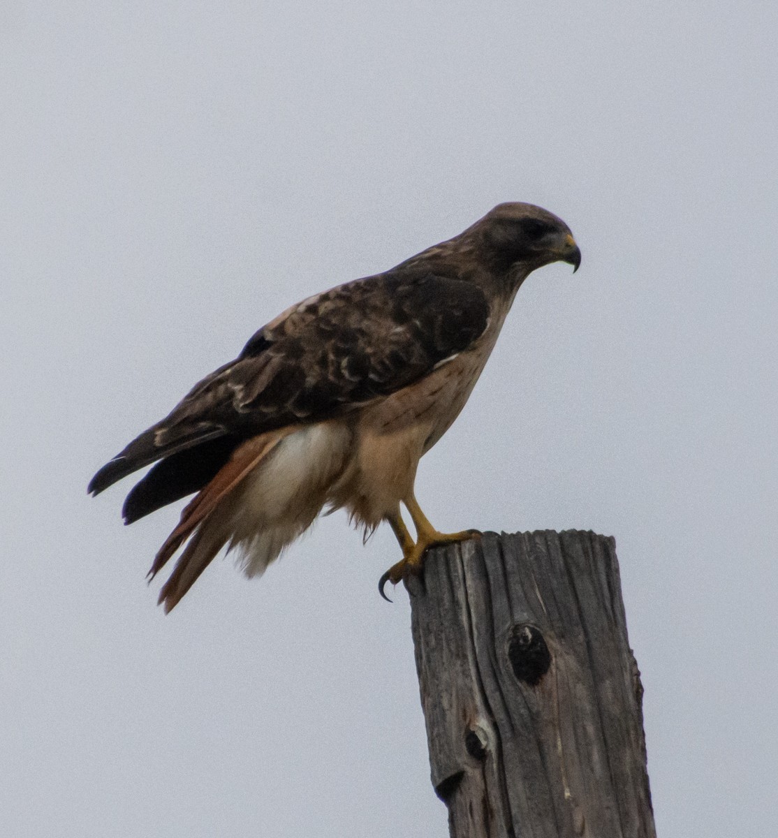 Red-tailed Hawk - ML609373784