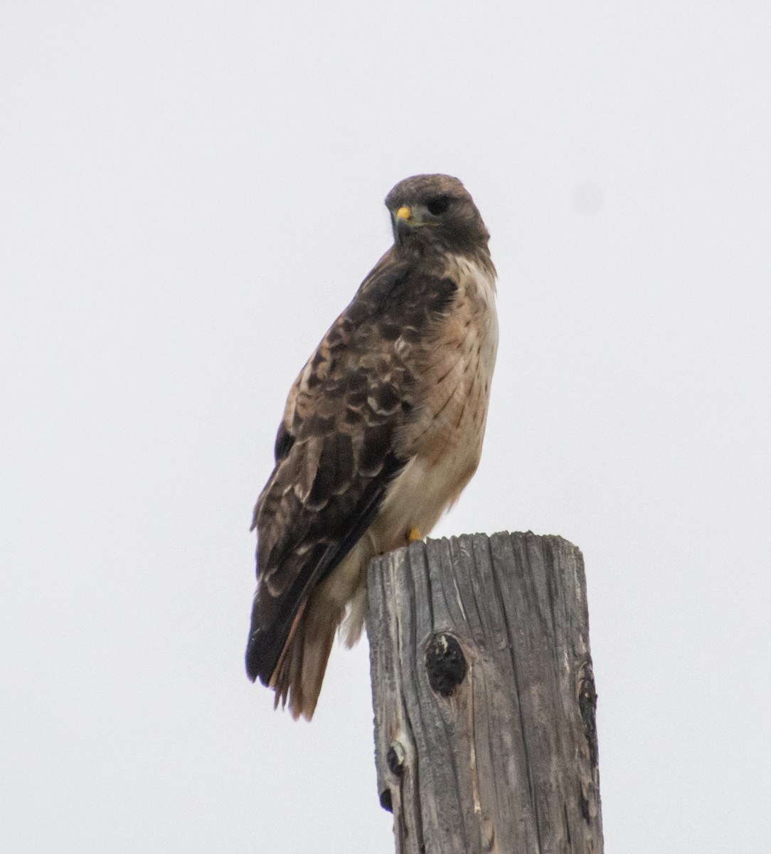 Red-tailed Hawk - ML609373785