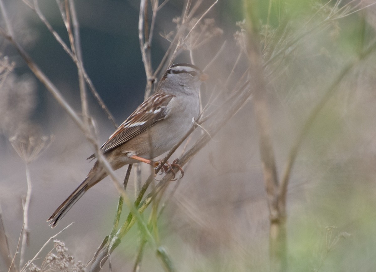 White-crowned Sparrow - ML609373792