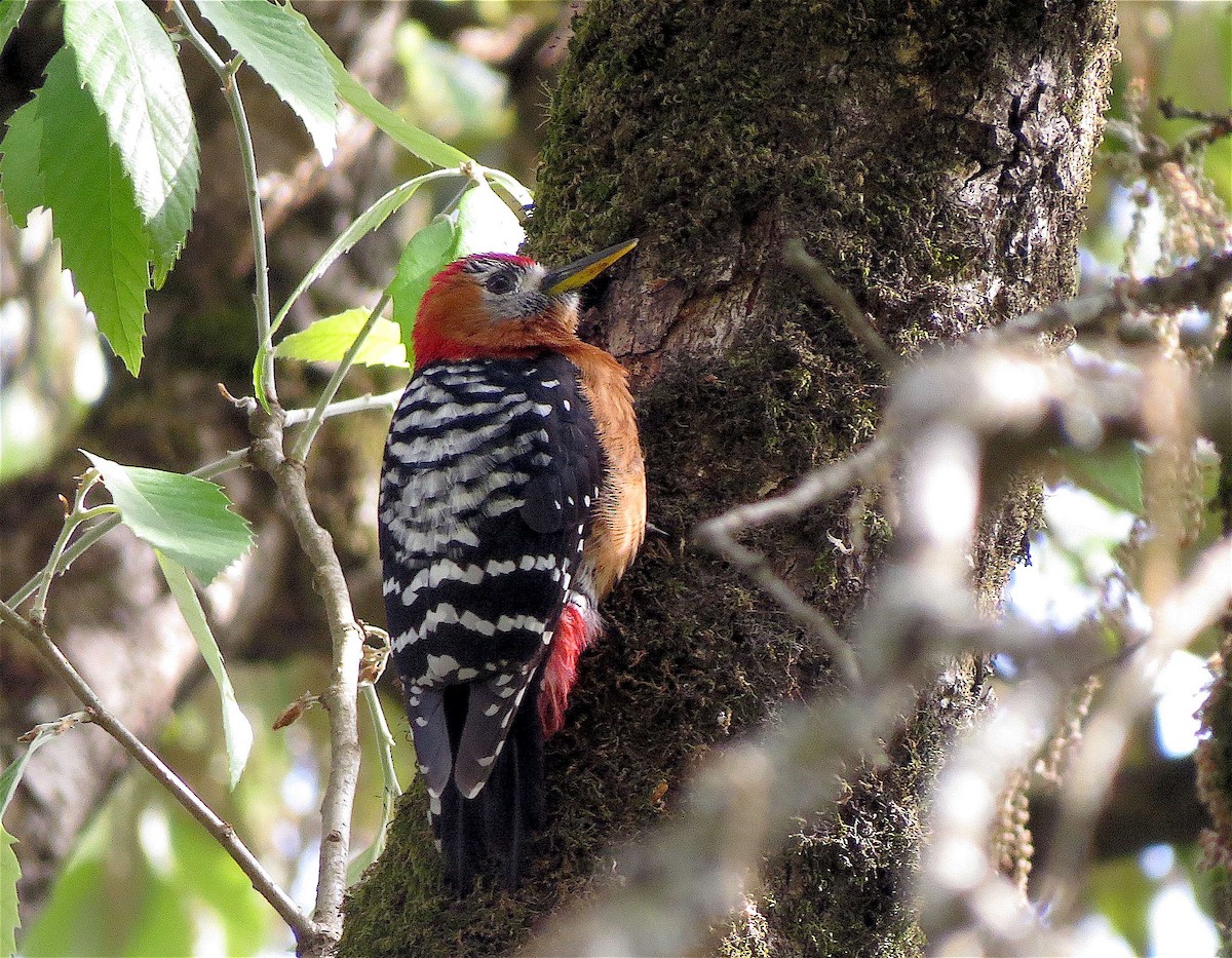 Rufous-bellied Woodpecker - ML609374084