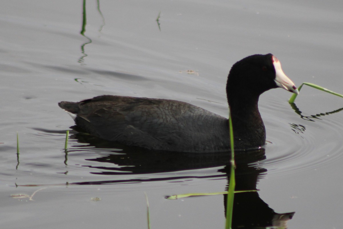 American Coot (Red-shielded) - ML609374152
