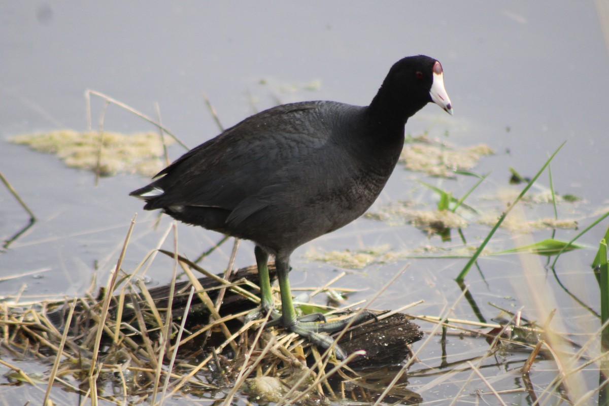 American Coot (Red-shielded) - ML609374154