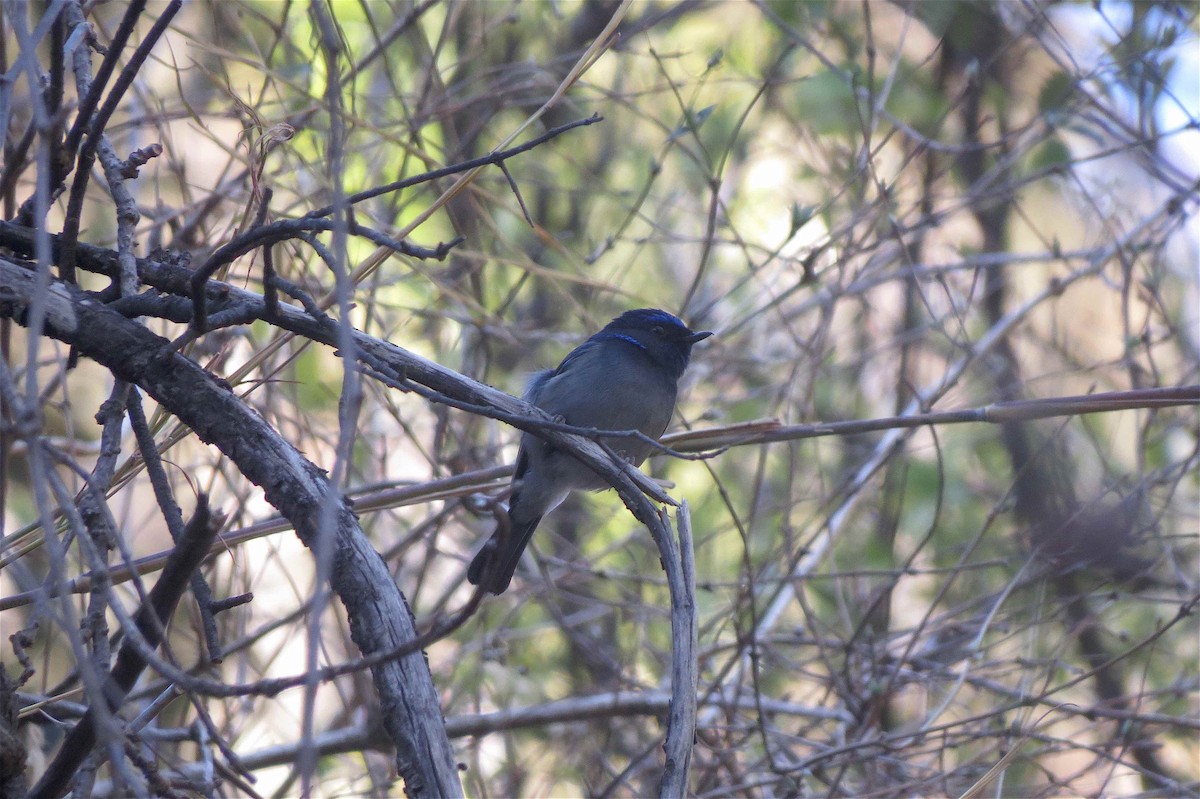 Feenblauschnäpper - ML609374213