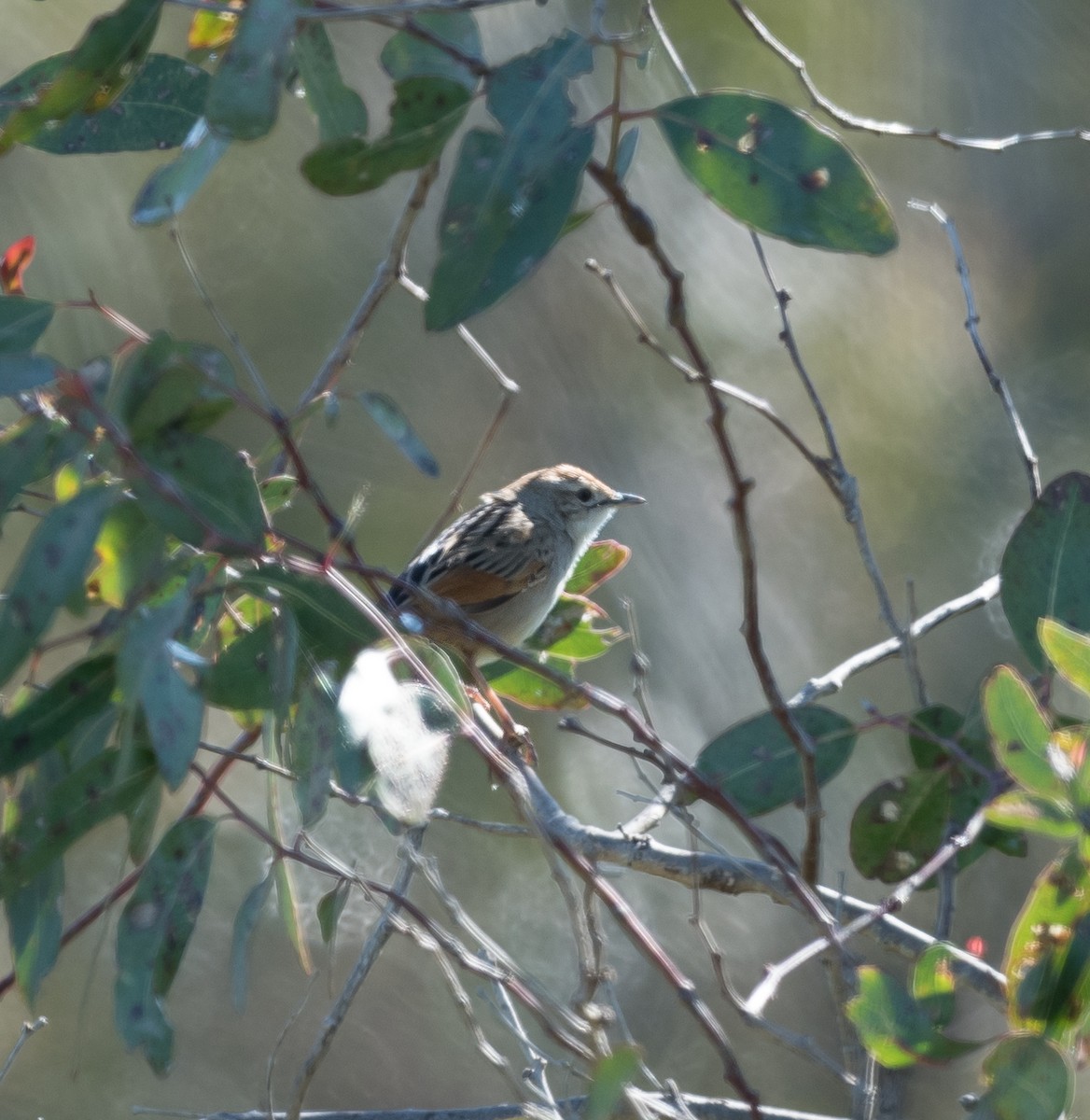Tawny Grassbird - ML609374313
