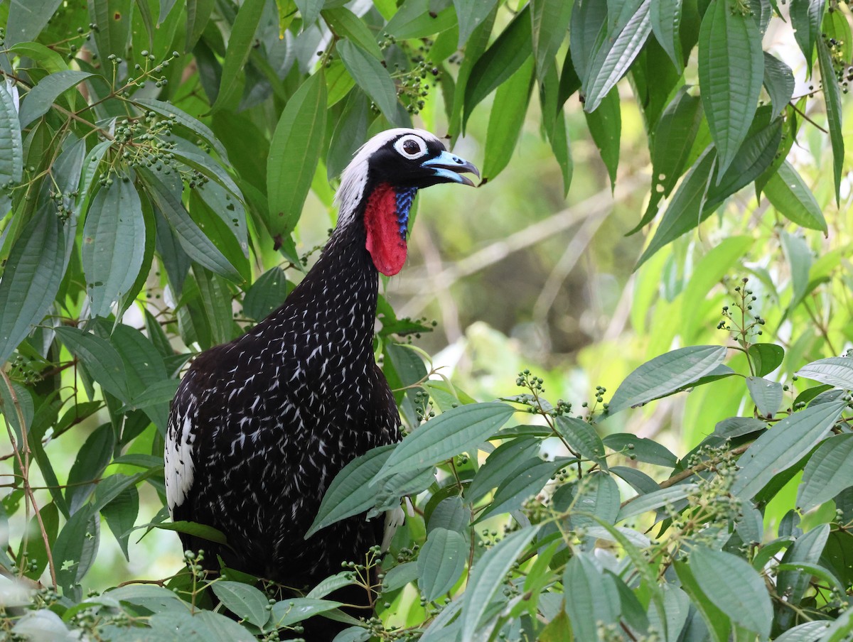 Black-fronted Piping-Guan - ML609374398