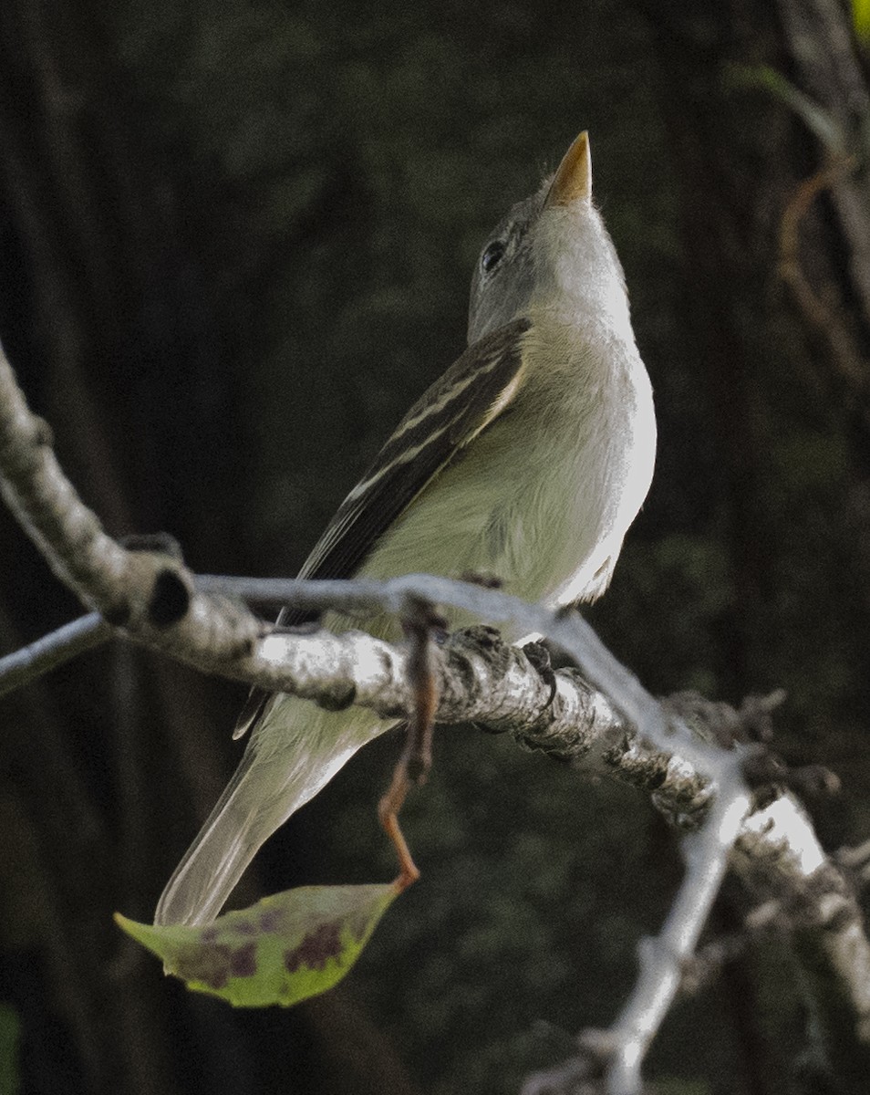 Ebird Checklist Sep Spanish River Park Boca Raton Species