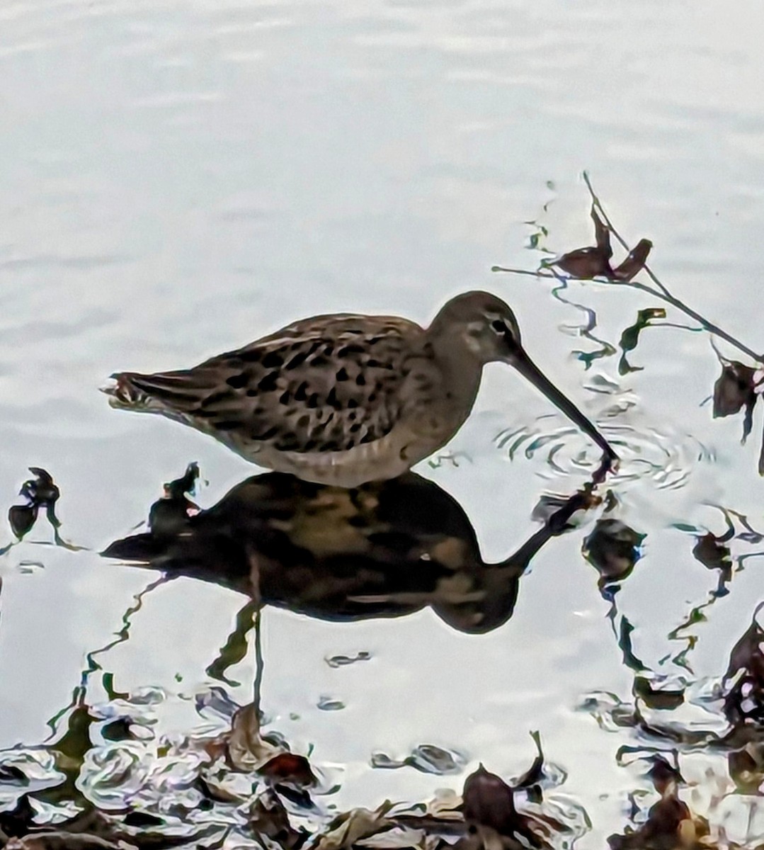 Long-billed Dowitcher - ML609374675