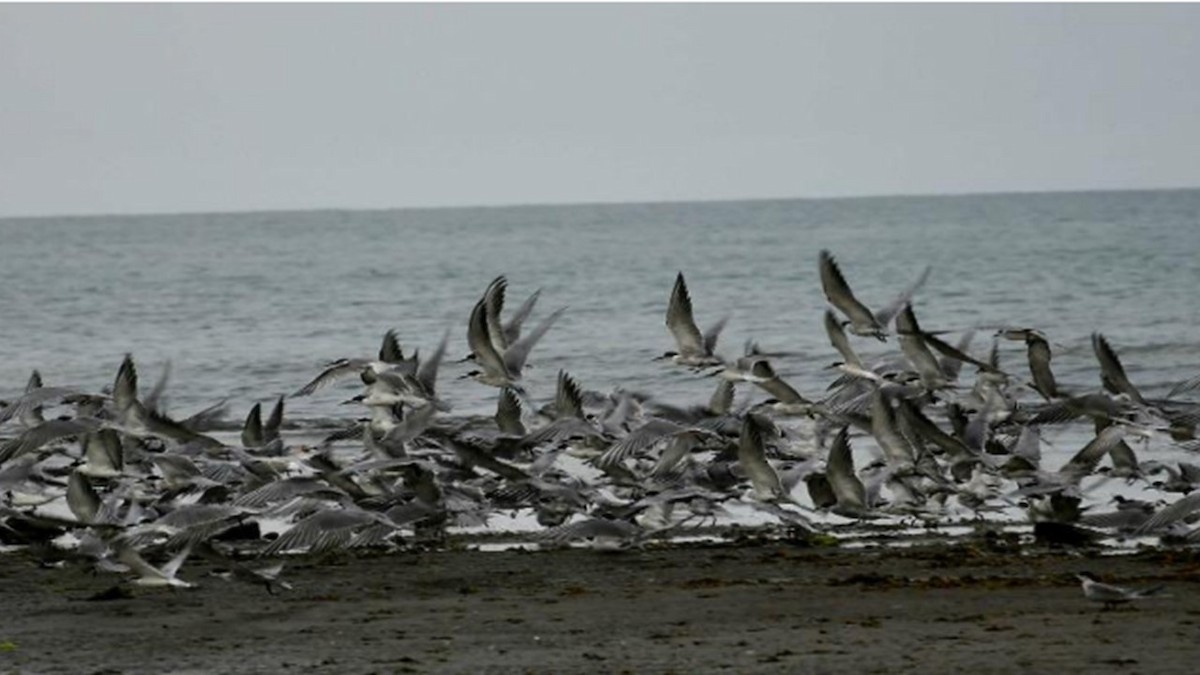 Gull-billed Tern - ML609374702
