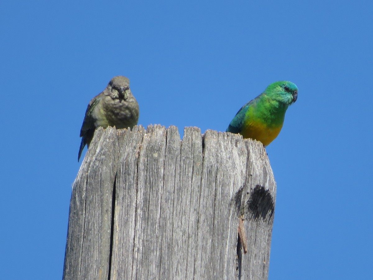 Red-rumped Parrot - ML609374855