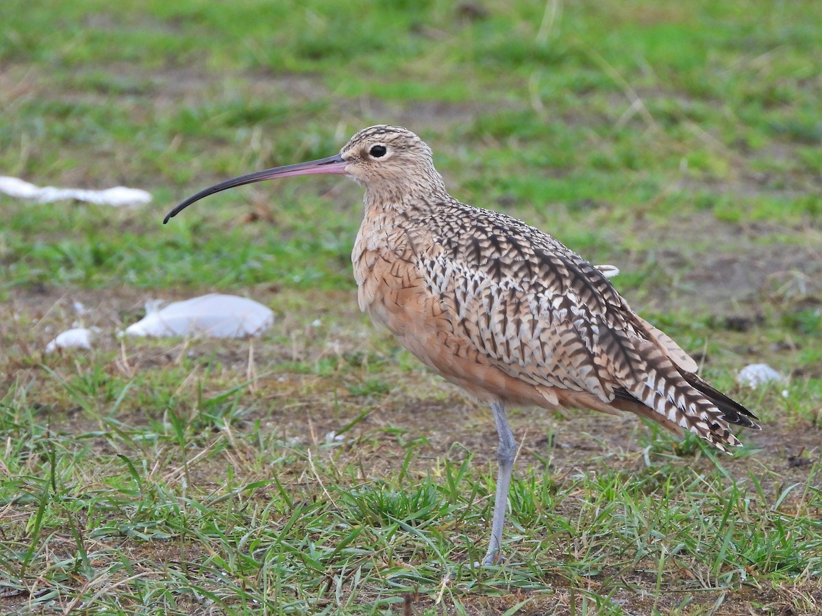 Long-billed Curlew - ML609375023