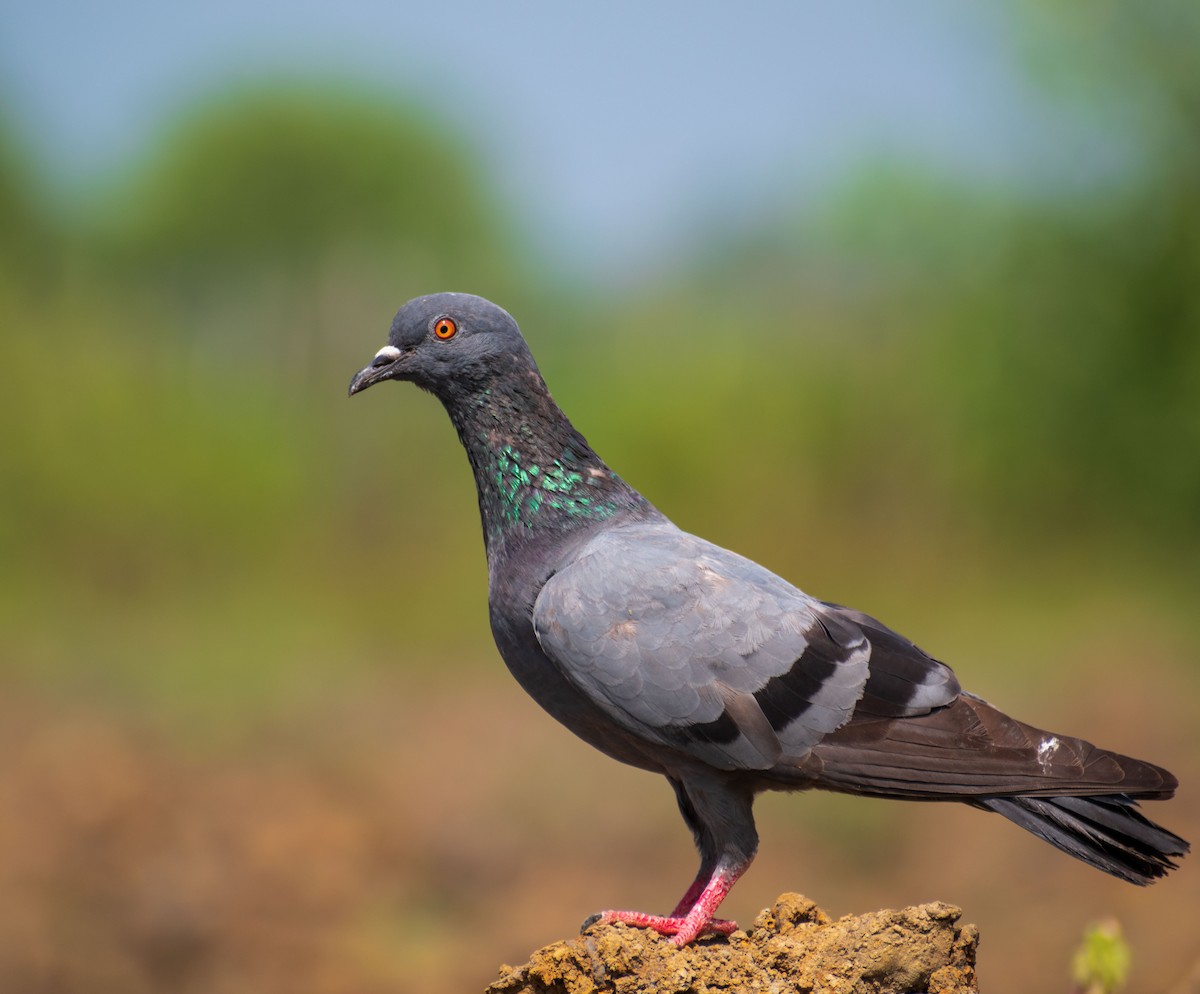 Rock Pigeon (Feral Pigeon) - NIRMAL GEORGE