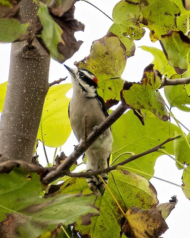 Downy Woodpecker - James Kendall