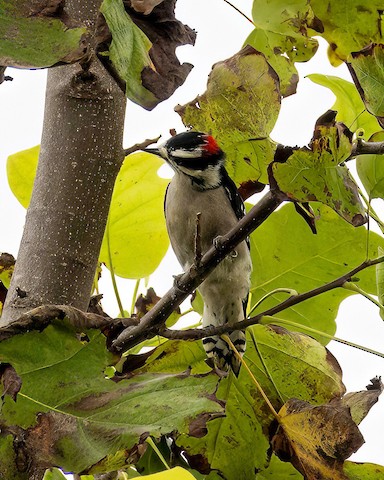 Downy Woodpecker - James Kendall