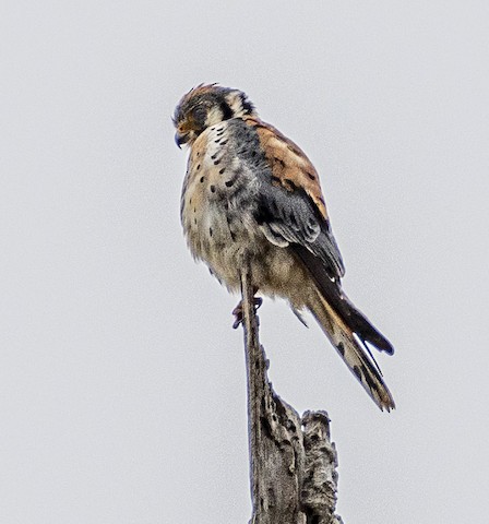 American Kestrel - James Kendall