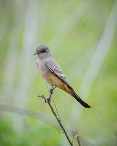 Black Phoebe Identification, All About Birds, Cornell Lab of Ornithology