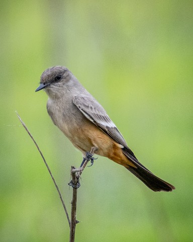 Say's Phoebe - James Kendall