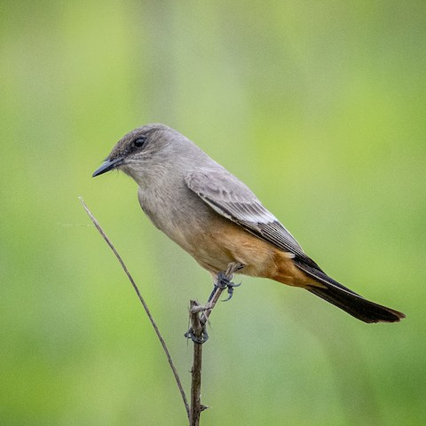 Say's Phoebe - James Kendall