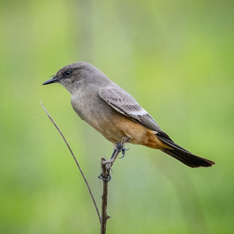 Say's Phoebe - James Kendall