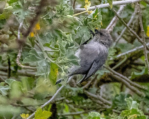 Bushtit - James Kendall