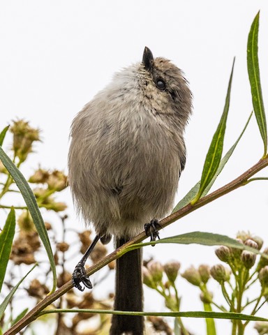 Bushtit - James Kendall