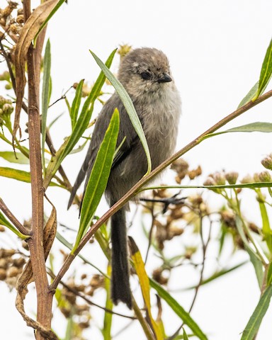 Bushtit - James Kendall