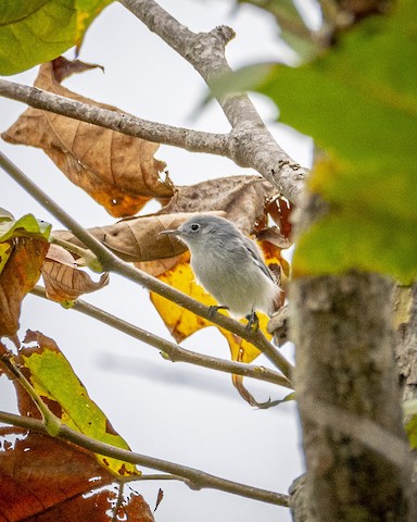 Blue-gray Gnatcatcher - James Kendall