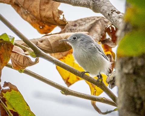 Blue-gray Gnatcatcher - James Kendall