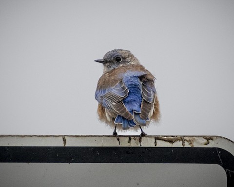 Western Bluebird - James Kendall