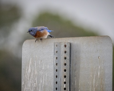 Western Bluebird - James Kendall