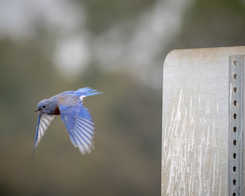 Western Bluebird - James Kendall