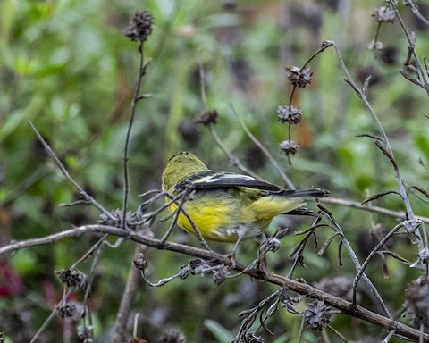 Lesser Goldfinch - James Kendall