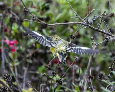 Lesser Goldfinch - James Kendall