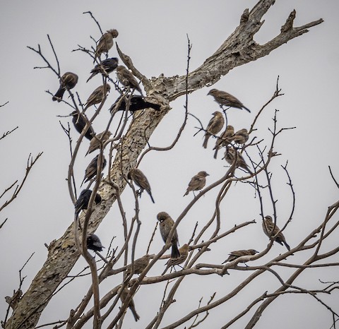 Red-winged Blackbird - James Kendall