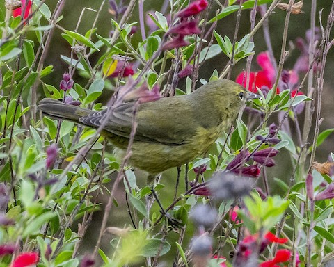 Orange-crowned Warbler - James Kendall