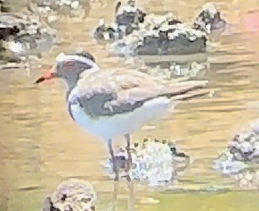 Three-banded Plover - ML609375760