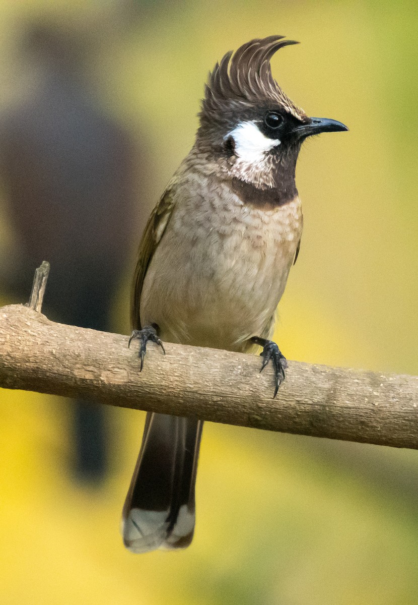 bulbul himálajský - ML609376055