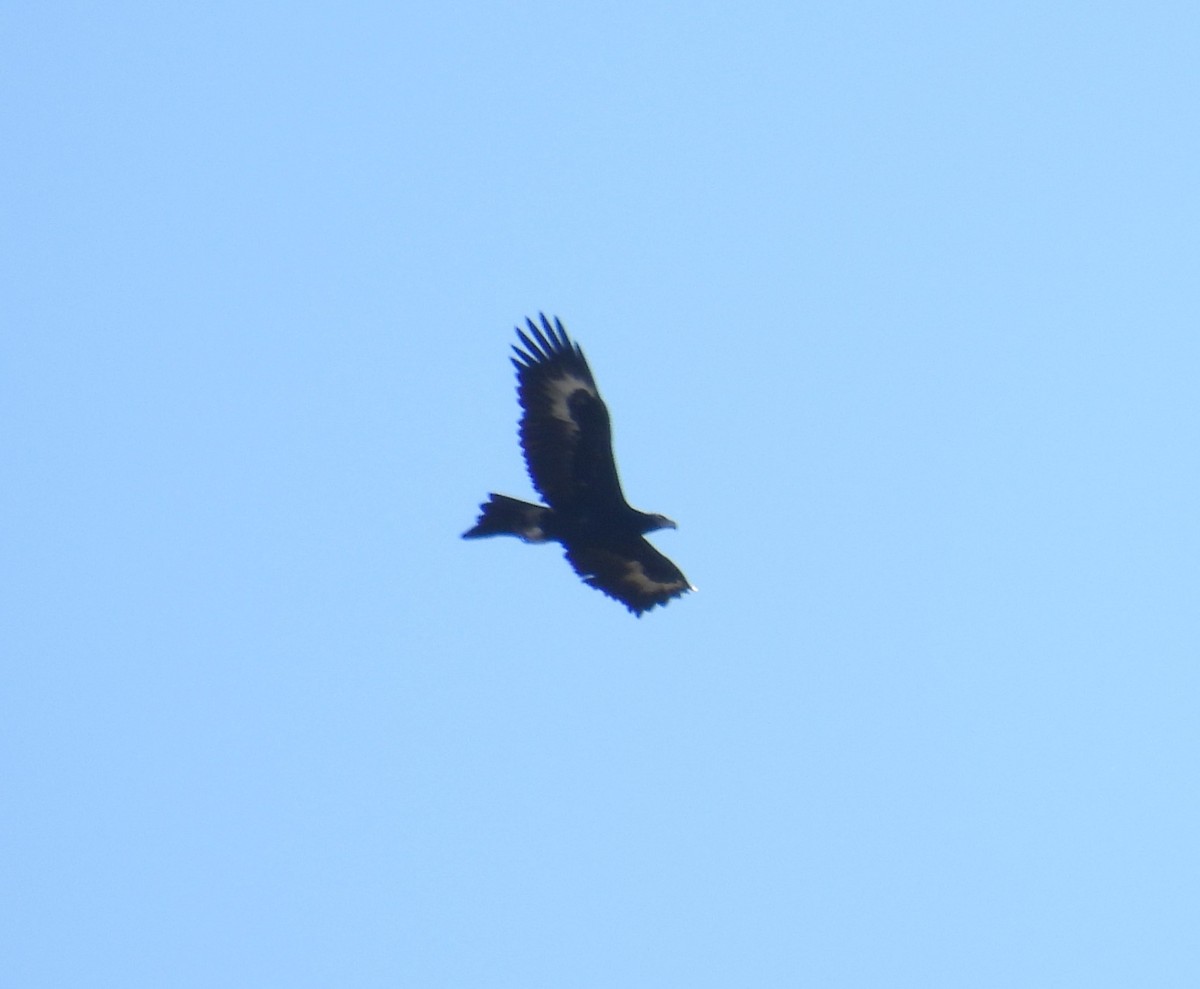 Wedge-tailed Eagle - ML609376158