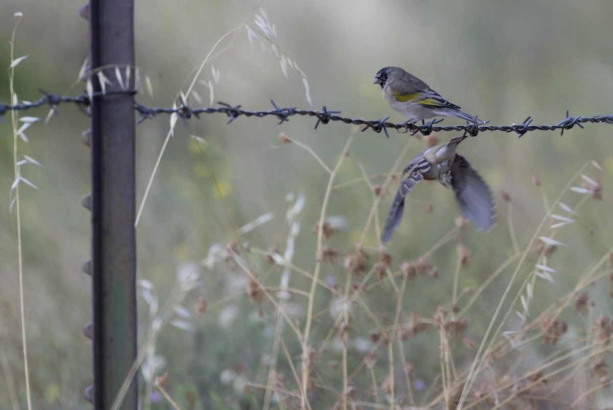 Lawrence's Goldfinch - ML609376683