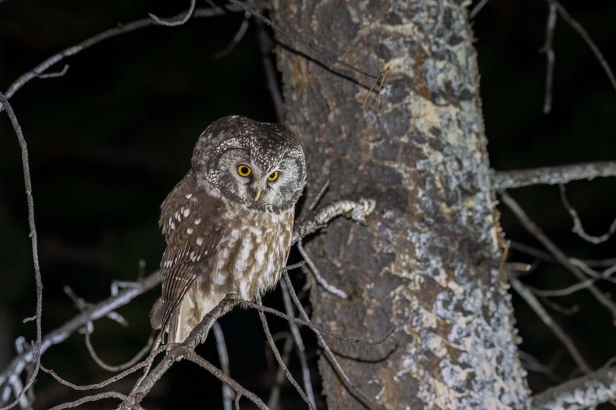 Boreal Owl (Richardson's) - ML609377134