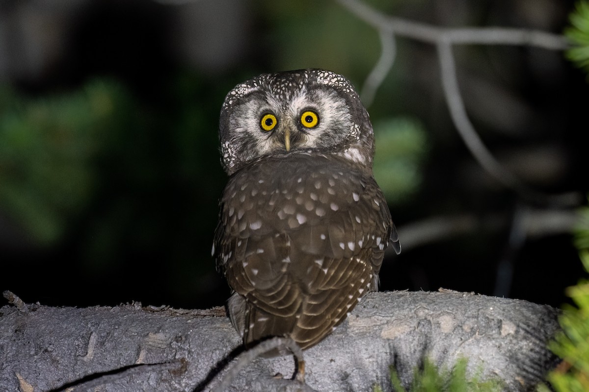 Boreal Owl (Richardson's) - ML609377135